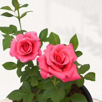 Pink flowering rose plant for garden